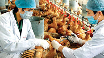 Một bé trai Trung Quốc bị nhiễm cúm gia cầm H5N1