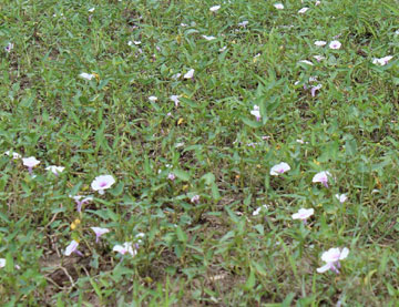 Hoa rau muống