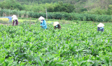 Tăng cường quản lý và tham gia trồng rừng