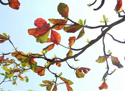 Những chiếc lá bàng rơi 