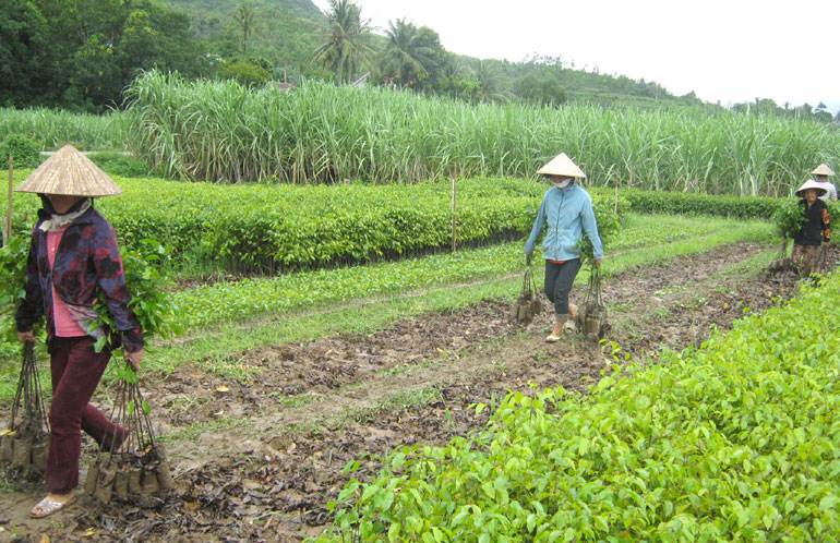 Phát triển kinh tế rừng gắn với bảo vệ môi trường ở Đồng Xuân