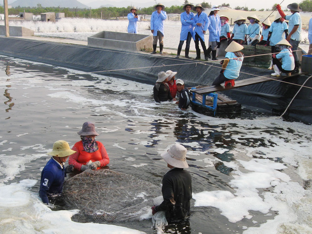 Cần những giải pháp sát với thực tế