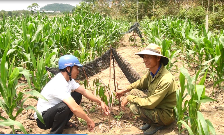 Hiệu quả từ mô hình xen canh
