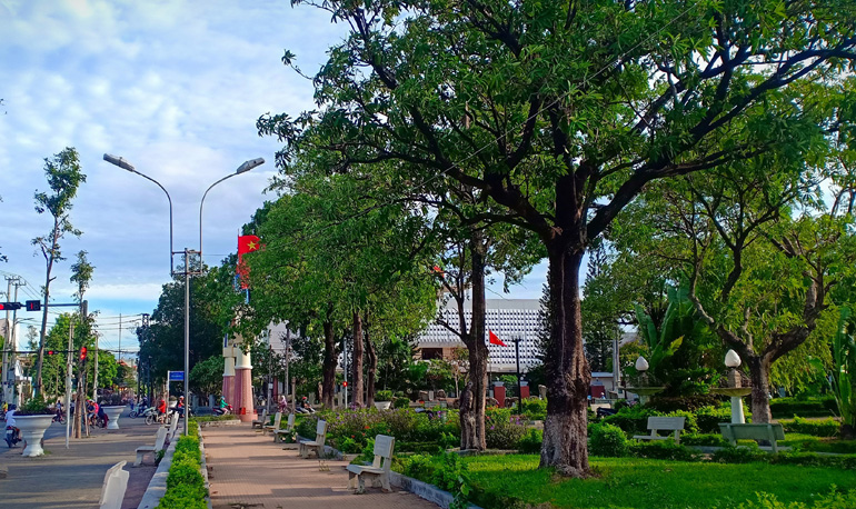 Thay cây hoa sữa trên các tuyến phố Tuy Hòa 