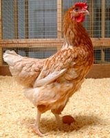 070116-chicken.jpg