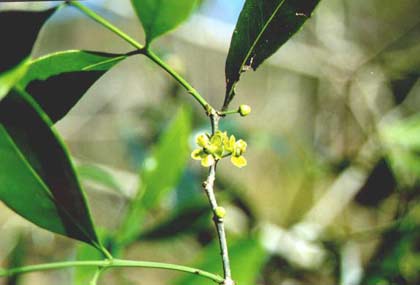 070317-Salacia_chinensis.jpg