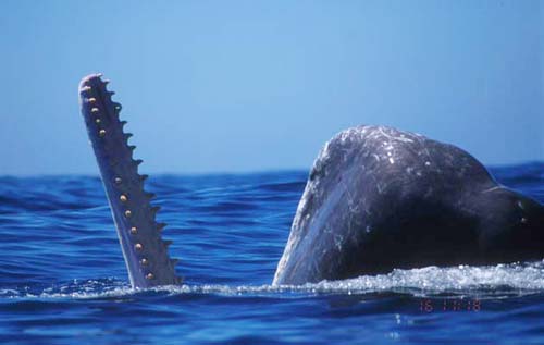 070408-sperm_whale.jpg