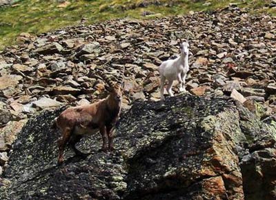 070628-ValdAosta_goat.jpg