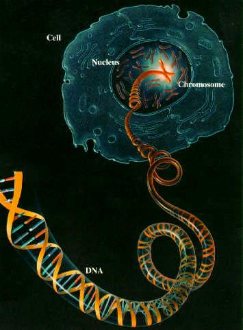 070904-cell-to-DNA.jpg