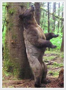 070907-Bear.jpg