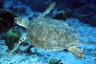 070920-greenturtle_hmed.jpg