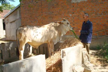 080103-hoa-dinh-dong.jpg