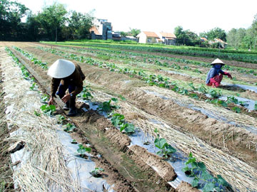 Rau-Binh-Ngoc-1-080623.jpg