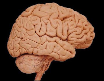 human_brain.090716.jpg