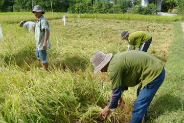 gat-thu-cong.090914.jpg