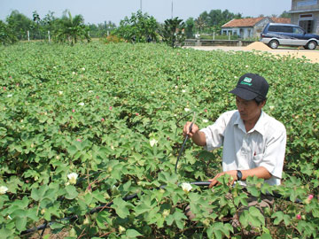 Bong-vai-Hoa-Phong-1.jpg