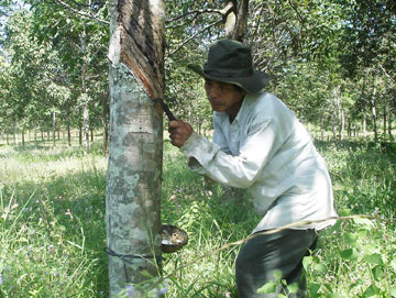 Cao-su.jpg