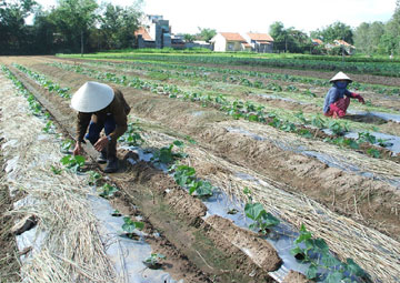 Rau-Binh-Ngoc100419.jpg