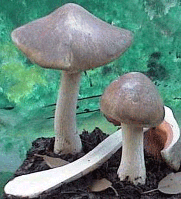 nam111106.gif