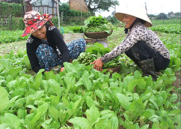 Rau-B-Ngoc-111108.jpg