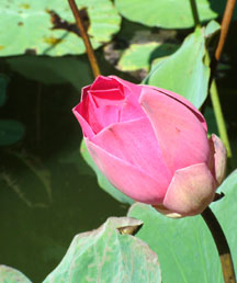hoa-sen110605.jpg