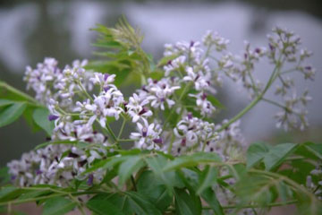 Hoa-sau-dau120304.jpg