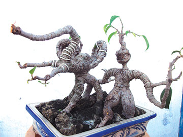 bonsai.jpg