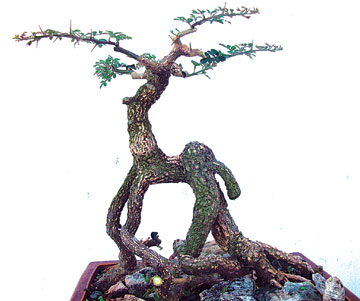 bonsai3.jpg