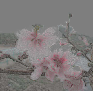 Hoa-dao-1130202.jpg
