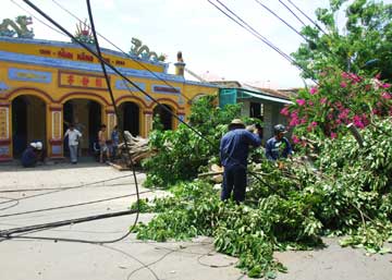 cay-da-o-phuong-130611.jpg