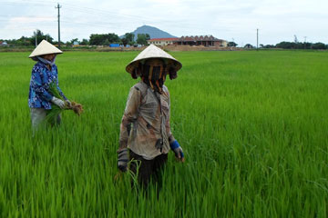 nong130816.jpg