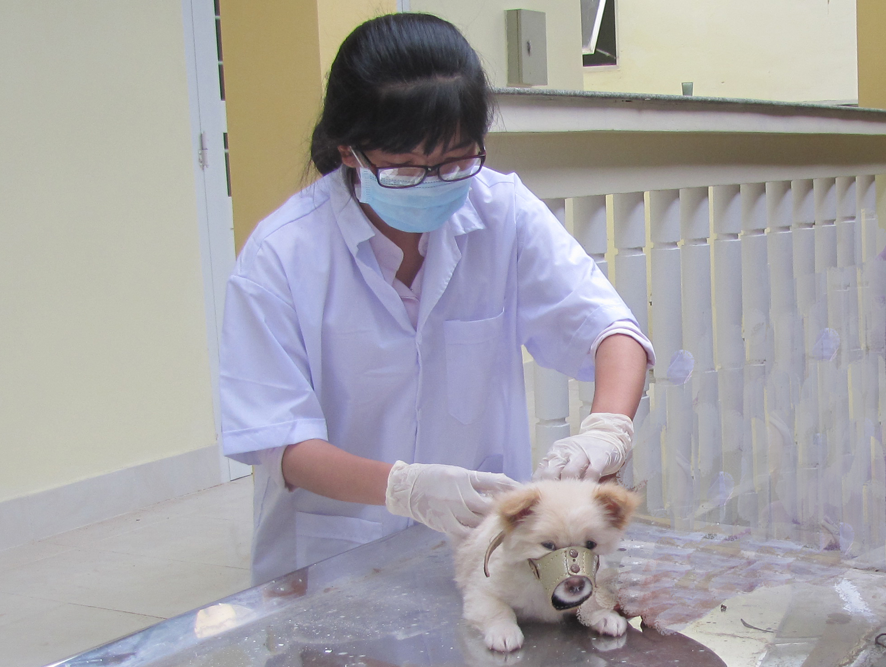 Không được chủ quan với bệnh dại