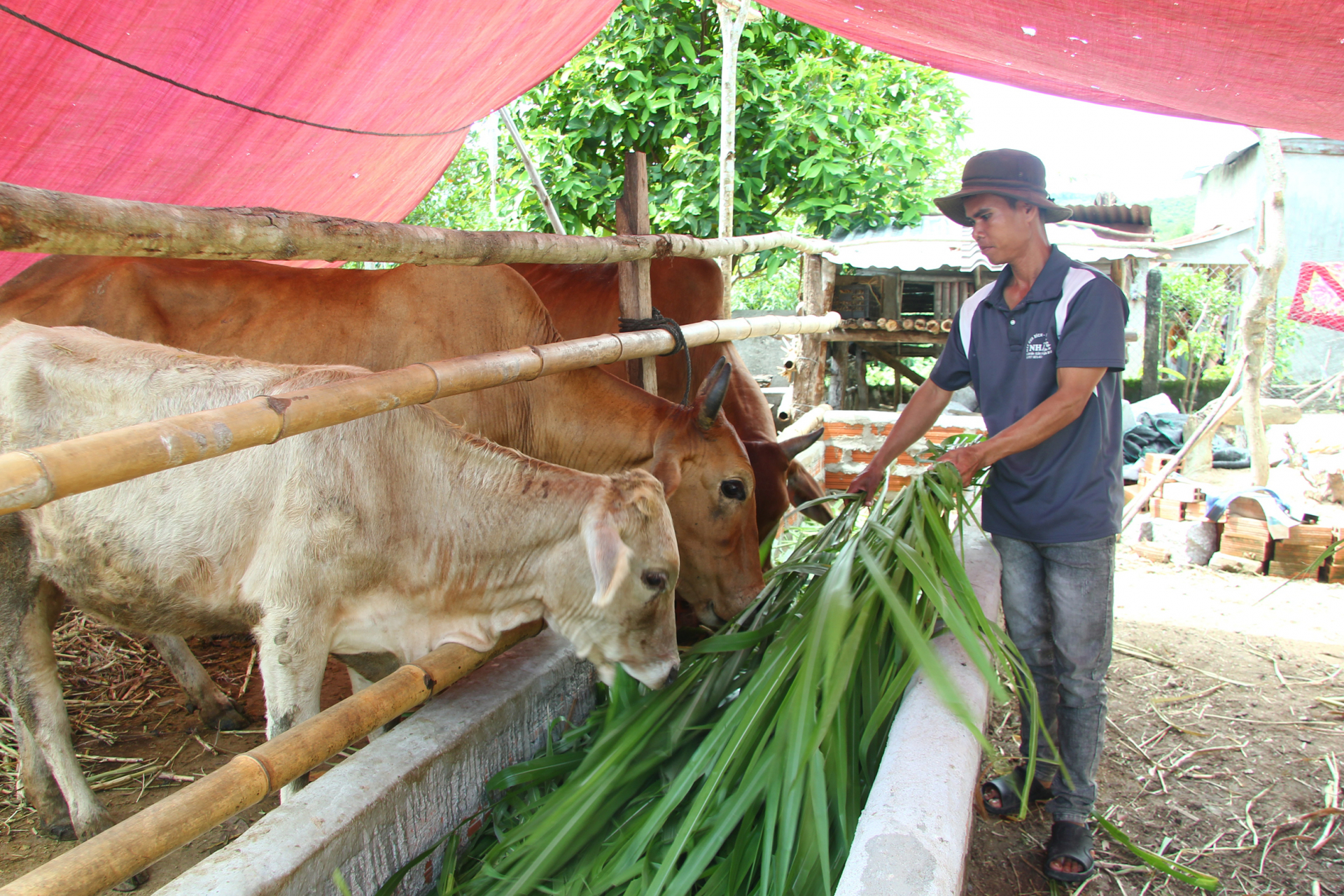 Hộ vay ở xã Xuân Lãnh (huyện Đồng Xuân) phát triển kinh tế gia đình từ nguồn vốn tín dụng chính sách. Ảnh: LÊ HẢO