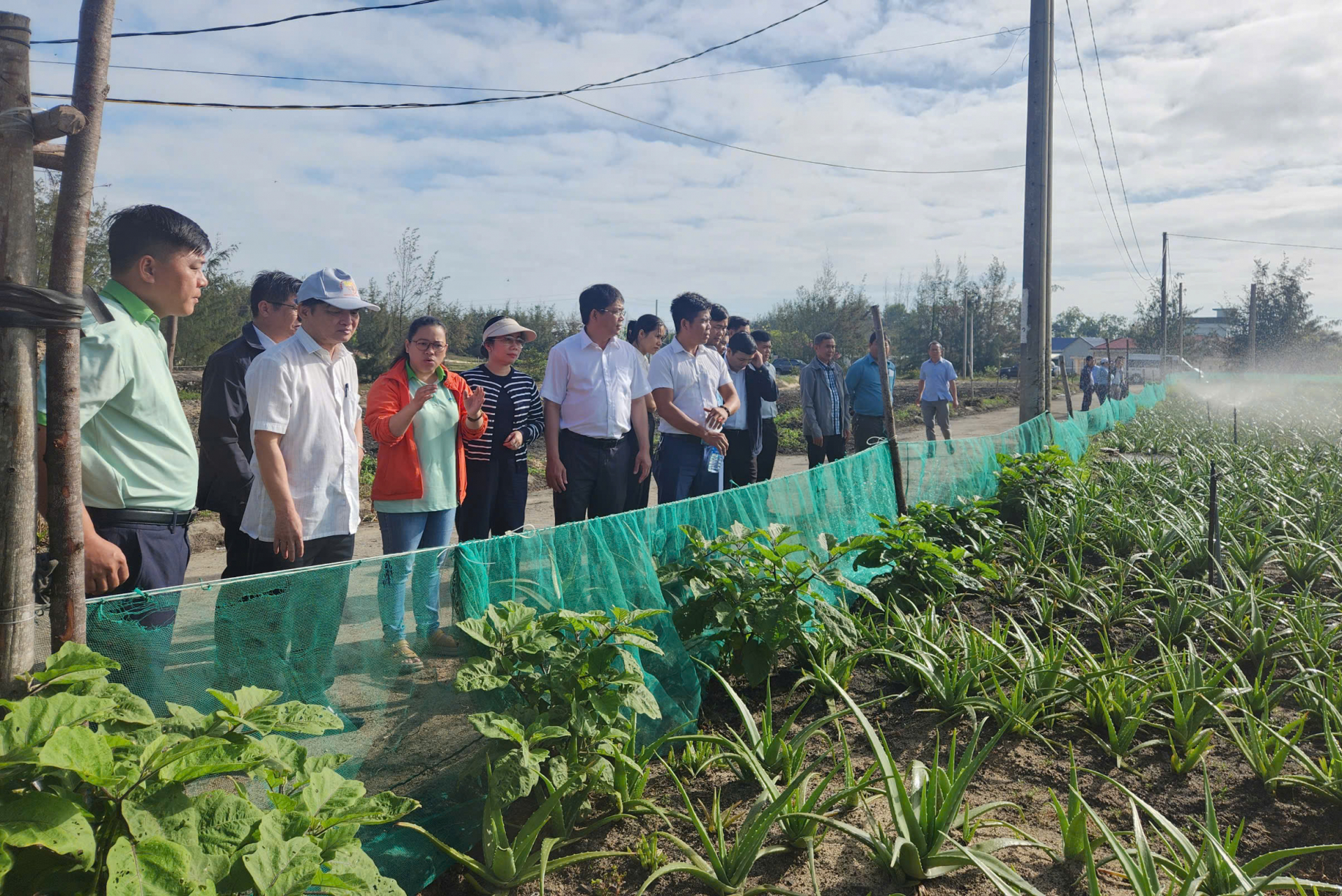 Triển vọng mô hình liên kết trồng cây nha đam