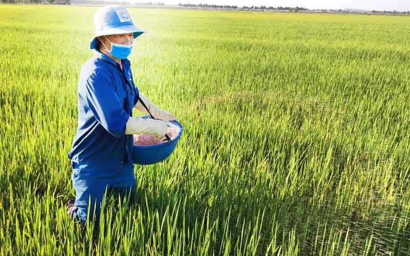 Hội thảo mô hình sử dụng phân bón trên cây lúa