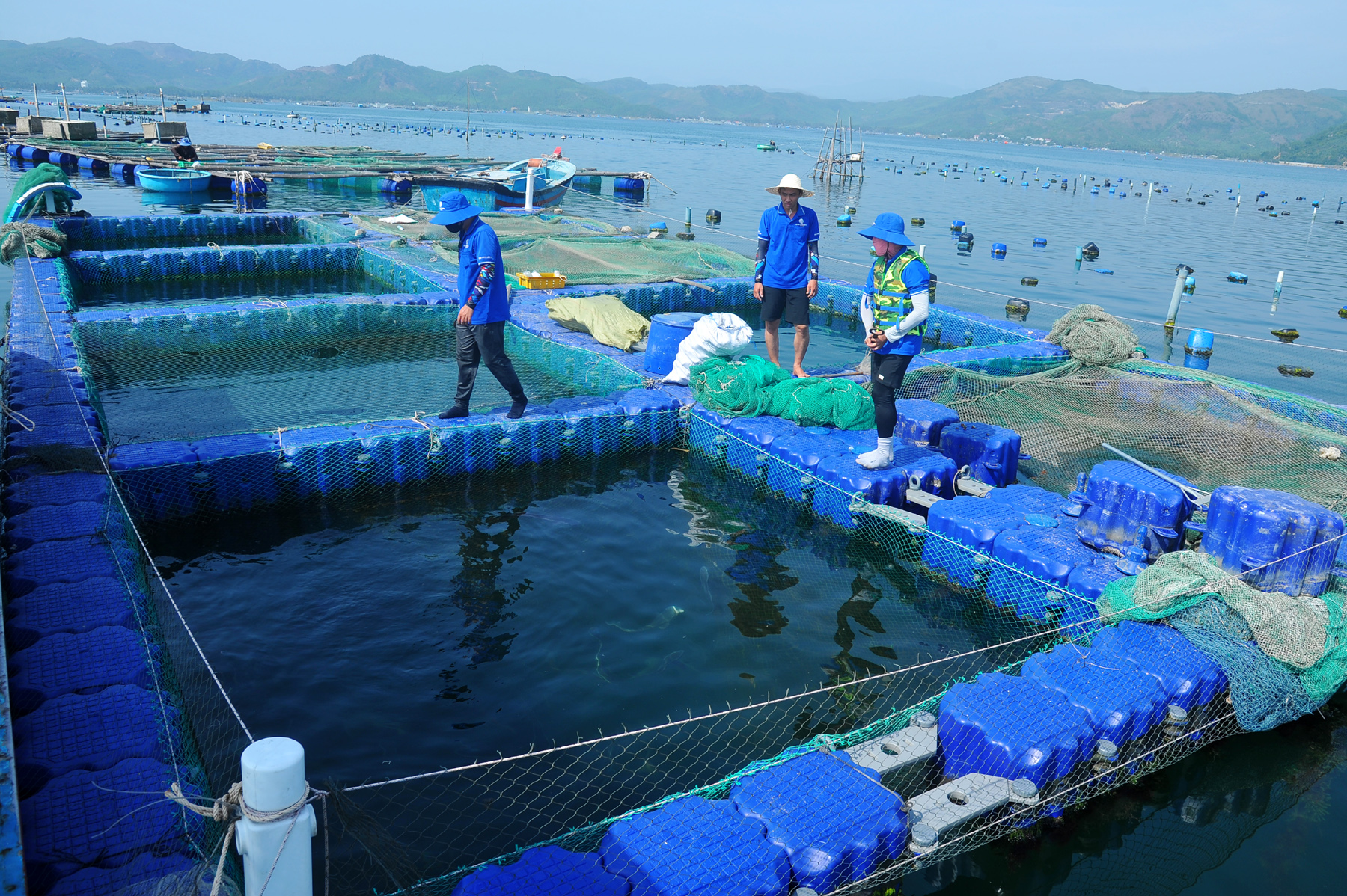 Residents in Xuan Thinh commune (Song Cau town) have invested in new HDPE cages for aquaculture