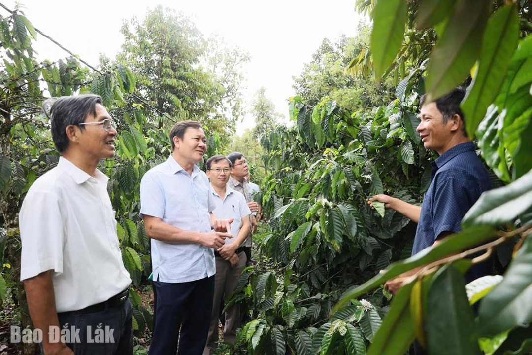 Đoàn giám sát của HĐND tỉnh giám sát việc thực hiện nghị quyết về phát triển cà phê bền vững. Ảnh: Minh Thuận