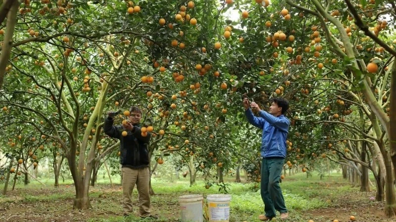 Hoa Binh farms pick oranges. Photo: VNA