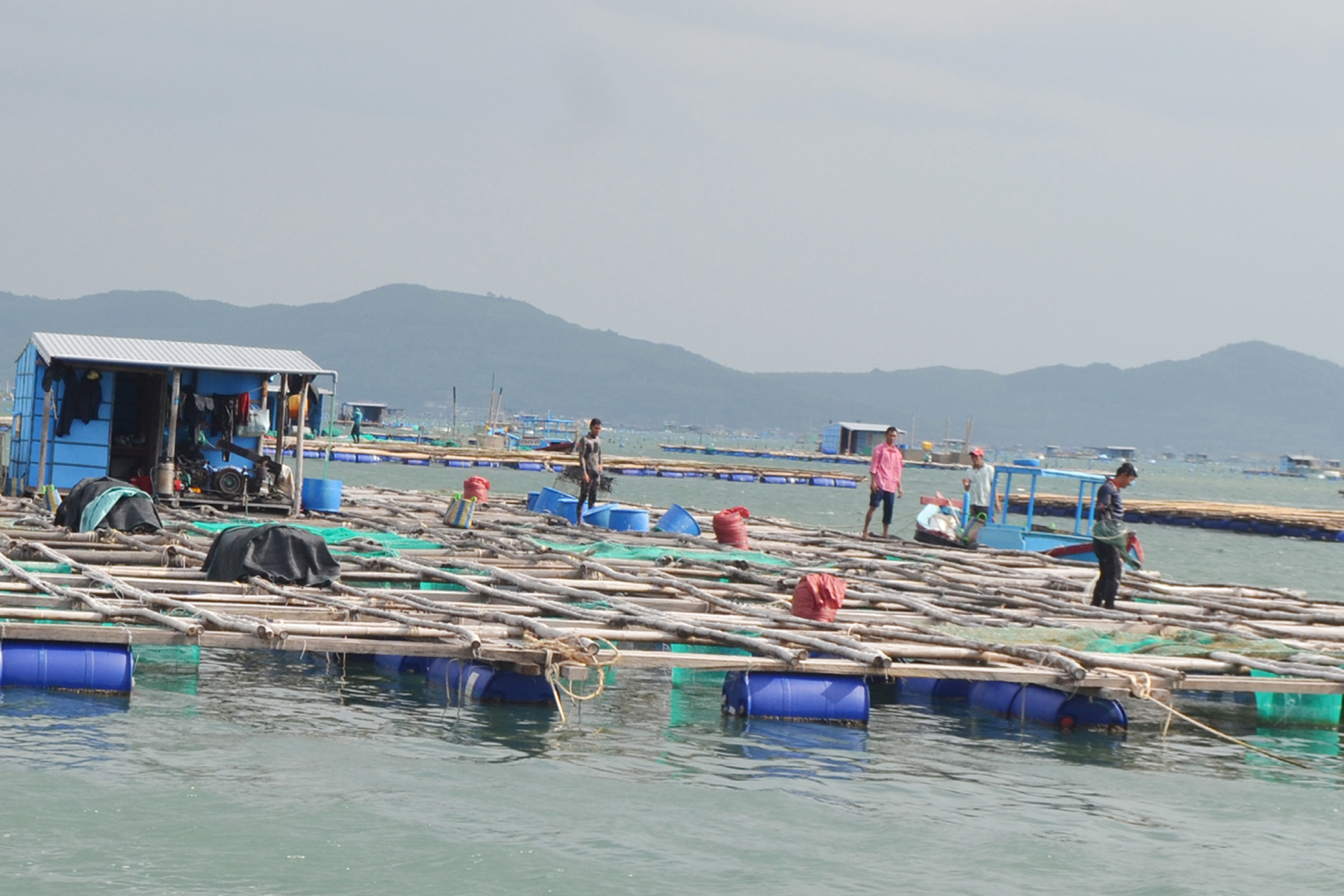 NUÔI THỦY SẢN LỒNG BÈ Ở SÔNG CẦU: Khắc phục tồn tại để phát triển bền vững