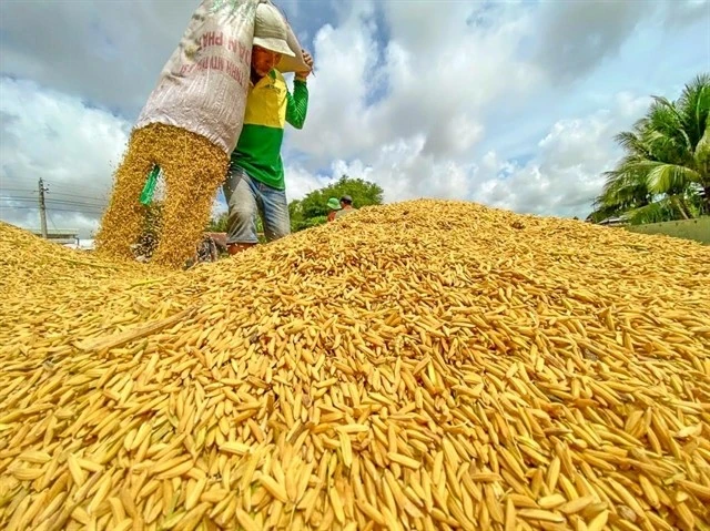 A farmer at work during rice harvest season in the Mekong Delta. Photo: VNA