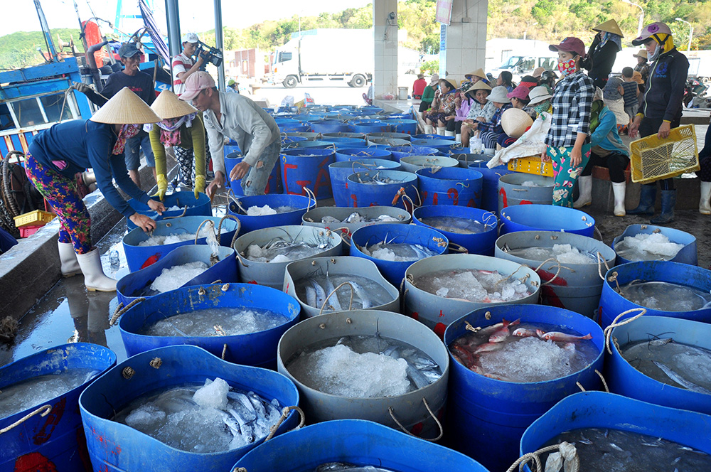 Nhộn nhịp cảng cá Dân Phước